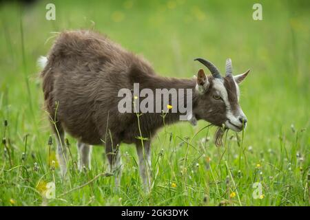 Goat de Thuringe (Capra aegagrus hircus) debout sur un pâturage. Allemagne Banque D'Images