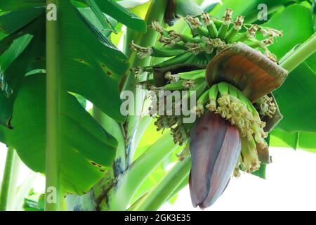 Banane avec bébé bananes et fleur accrochée sur elle. Banque D'Images