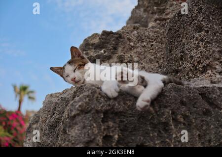 Jeune Chat endormi sur le rocher dans la ville de Rhodes. Shorthair Kitten repose sur Stone en Grèce. Banque D'Images
