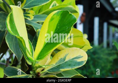 Fermez les feuilles de la plante. La feuille a deux couleurs de ton, demi-vert demi-jaune. Banque D'Images