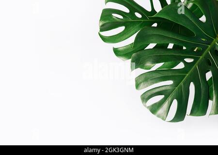 la jungle tropicale de monstera feuilles isolées sur fond blanc. Concepts de nature botanique. conception flat Lay Banque D'Images