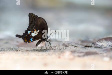 Mormon commun (polytes de Papilio) Banque D'Images