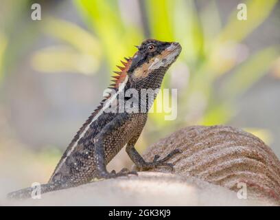 Le lézard de forêt d'emma Gray, Banque D'Images