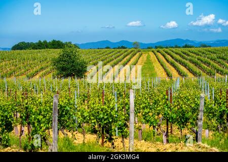 Paysage rural au printemps à Monferrato près de Gavi, province d'Alessandria, Piémont, Italie, site classé au patrimoine mondial de l'UNESCO. Banque D'Images