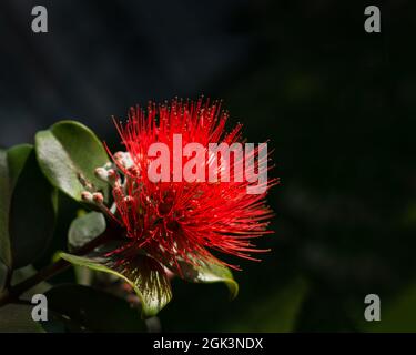 Fleur de Pohutukawa rouge en fleur Banque D'Images