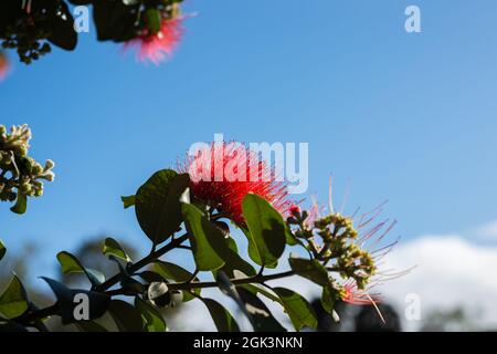 Le Pohutukawa rouge fleurit contre un ciel bleu Banque D'Images