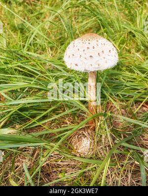 Gros plan du champignon parasol (Macrolepiota procera) dans l'herbe, mise au point sélective. Banque D'Images
