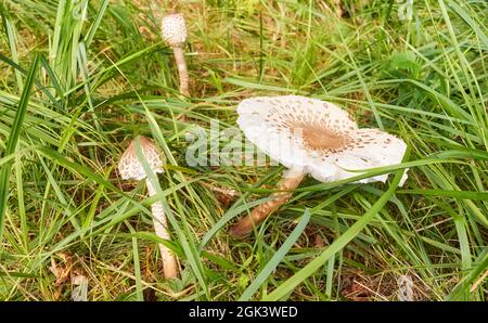 Gros plan du champignon parasol (Macrolepiota procera) dans l'herbe, mise au point sélective. Banque D'Images
