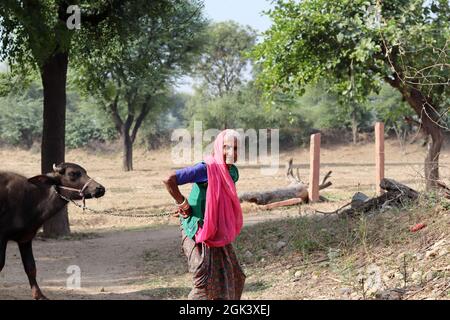 Une vieille femme indienne attrapant un animal de compagnie ou un petit veau de buffle par la tronçonneuse Banque D'Images