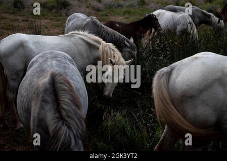 Des chevaux se broutent dans le parc naturel d'Aiguamolls del Emporda, province de Gérone, Espagne. Banque D'Images