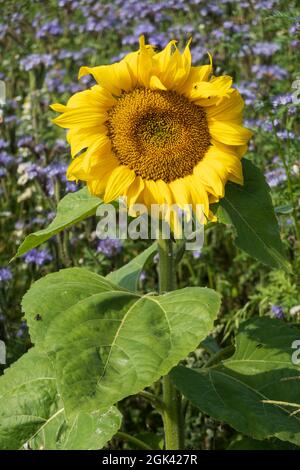 Tournesol unique dans le champ de la bourrache, Berkshire, Royaume-Uni Banque D'Images
