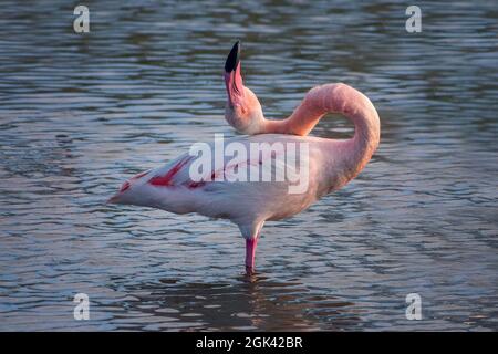 Gros plan d'un grand Flamingo (Phoenicopterus roseus) en Camargue, Bouches du Rhône, Sud de la France Banque D'Images