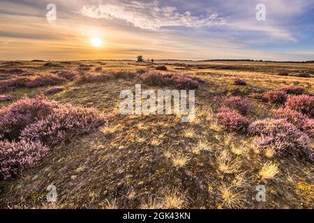 Paysage de bruyère en pleine floraison paysage de la lande dans le parc national Hoge Veluwe, province de Gelderland, pays-Bas. Paysage scène de la nature en Europe. Banque D'Images