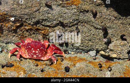 Minuscule crabe rouge vif sur la plage rocheuse à marée basse sur l'île de Vancouver Banque D'Images