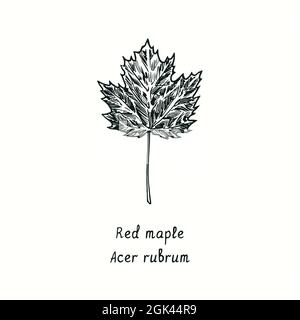 Feuille d'érable rouge (Acer rubrum). Dessin d'une boisée noire et blanche à l'encre. Banque D'Images