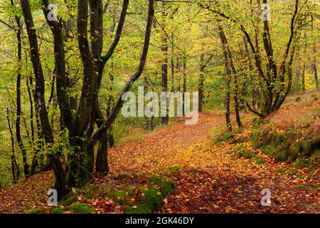 Scène forestière en automne avec des feuilles d'orange Banque D'Images