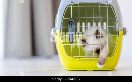 Adorables chats de poupée ragdoll assis fermé dans le transport d'animal de compagnie et essayant de l'ouvrir avec son patte. Animal félin domestique doux et doux à l'intérieur Banque D'Images