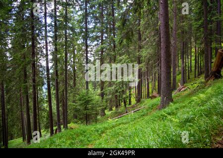 Transylvanie, Roumanie: Forêt dense dans les Carpates. Ces dernières années, cette zone naturelle est également devenue de plus en plus menacée par la déforestation et Banque D'Images