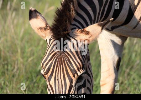 Vue rapprochée de la tête et du maine d'un zèbre de Chapman (Equus quagga ssp Chapmani) mangeant de l'herbe, Afrique du Sud Banque D'Images