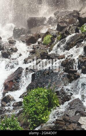 Herbe verte et fleurs sauvages sur le fond de la cascade. Nature printanière dans les montagnes. Un ruisseau frais d'eau claire du glacier. Banque D'Images