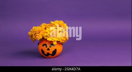 Un concept pour Halloween et le jour des morts. Marigolds dans un seau à potiron pour des bonbons sur fond violet. Décorations de Noël pour Halloween an Banque D'Images