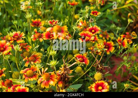 Une autre abeille travaillant dur dans la section Firewheel du jardin Banque D'Images