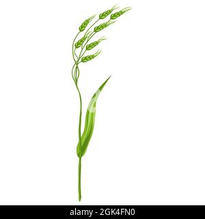 Illustration de l'herbe à céréales stylisée. Plante de prairie décorative. Twigg pour le design et la décoration. Illustration de Vecteur