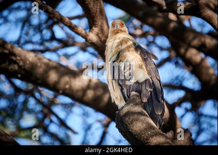 vautour de palmier (Gypohierax angolensis) ou aigle vultuaire, parc national du lac Manyara, MTO wa Mbu, Tanzanie, Afrique Banque D'Images