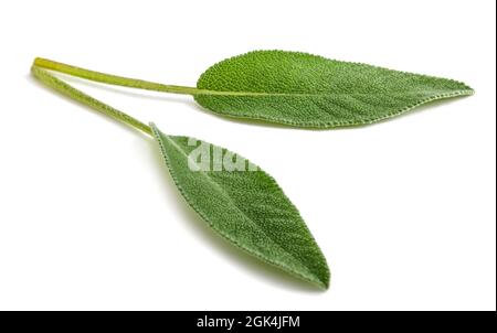 Feuilles de sauge fraîches isolées sur fond blanc Banque D'Images