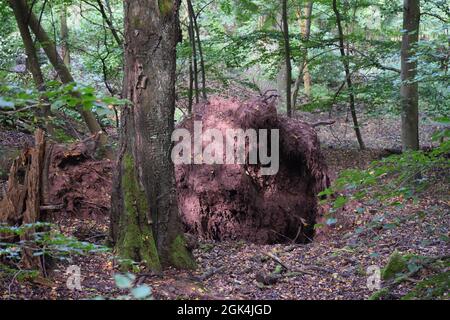Un arbre de Hêtre déraciné se trouve dans la forêt Banque D'Images