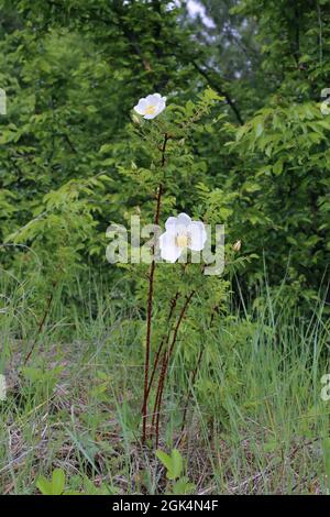 Rosa pampinellifolia, Rosa spinosissima, Scoth Rose Burnett Rose, Rosaceae, plante sauvage au printemps. Banque D'Images