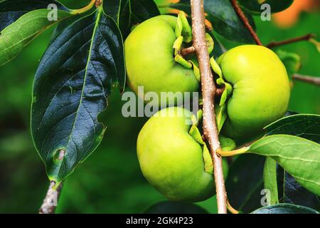 Culture de fruits péronés accrochés à la branche de l'arbre de Persimmon dans la plantation Banque D'Images