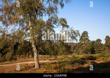 Bouleau sur le Wahner Heath près de la colline de Fliegenberg, Troisdorf, Rhénanie-du-Nord-Westphalie, Allemagne. Birke am Fliegenberg in der Wahner Heide, Troisdorf Banque D'Images