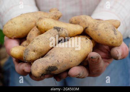 Pommes de terre boueuses entre les mains. Pommes de terre 'Ratte' fraîchement levées détenues par le producteur dans son jardin début septembre. ROYAUME-UNI Banque D'Images