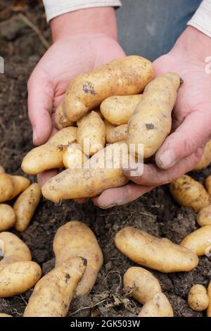 Pommes de terre 'Ratte' fraîchement levées, maintenues entre les mains du producteur dans une parcelle de légumes à la fin de l'été. ROYAUME-UNI Banque D'Images