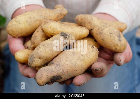 Pommes de terre boueuses entre les mains. Pommes de terre 'Ratte' fraîchement levées détenues par le producteur dans son jardin début septembre. ROYAUME-UNI Banque D'Images