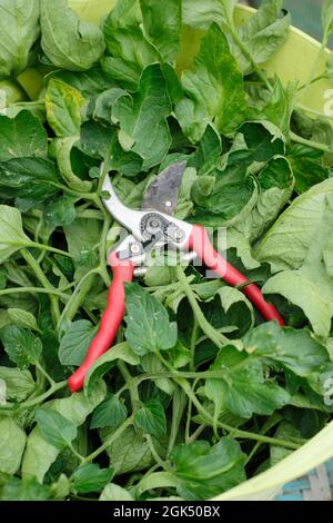 Les feuilles de plants de tomates dans une cuve, enlevées pour accélérer la maturation des fruits et aider à la ventilation des plantes à la fin de l'été. ROYAUME-UNI Banque D'Images