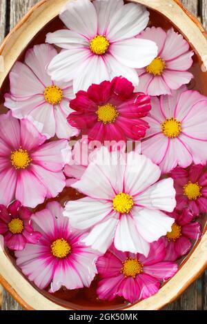 Les fleurs « Candy Stripe » de COSMOS flottent dans un bol d'eau. ROYAUME-UNI Banque D'Images