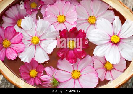 Les fleurs « Candy Stripe » de COSMOS flottent dans un bol d'eau. ROYAUME-UNI Banque D'Images