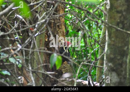 Un pic dans la jungle du Guatemala. Banque D'Images