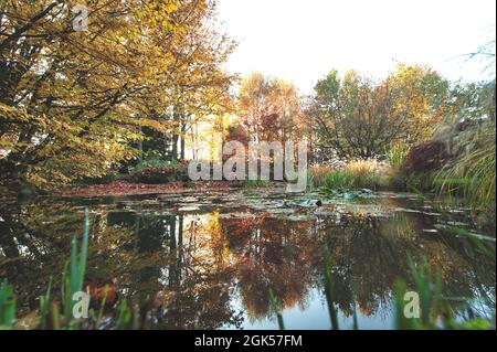 Étang avec feuilles mortes en automne Banque D'Images