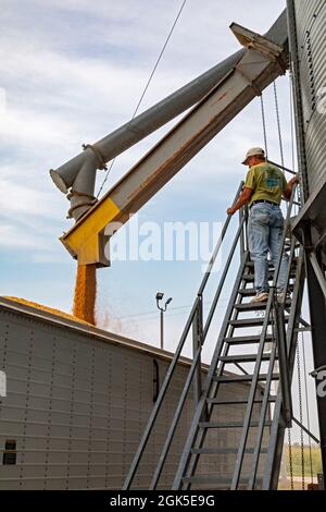 Martin, Michigan - Un camionneur charge le maïs d'un silo de stockage de grain dans l'ouest du Michigan. Banque D'Images
