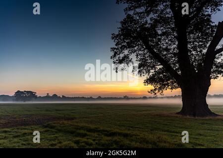 Windsor Great Park à Dawn, Londres, Royaume-Uni Banque D'Images