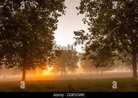 Windsor Great Park à Dawn, Londres, Royaume-Uni Banque D'Images
