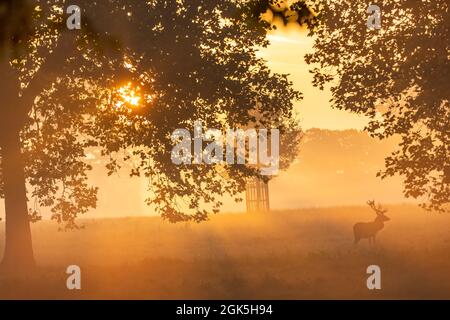 Windsor Great Park à Dawn, Londres, Royaume-Uni Banque D'Images