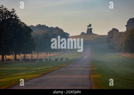 Windsor Great Park à Dawn, Londres, Royaume-Uni Banque D'Images
