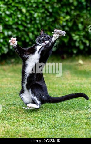 Un chat noir et blanc qui jette une souris dans l'air Banque D'Images