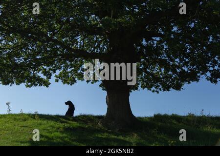 Un Labrador noir assis sous un vieux chêne anglais. La forme du chien est silhouetée contre le ciel. Banque D'Images