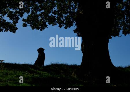 Un Labrador noir assis sous un vieux chêne anglais. La forme du chien est silhouetée contre le ciel. Banque D'Images