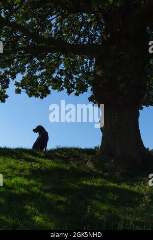 Un Labrador noir se trouve sous un ancien chêne dans le Yorkshire, en Angleterre. Banque D'Images